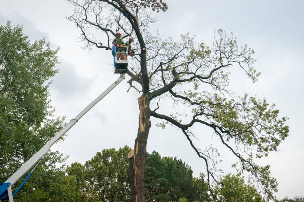 Tree Health Inspection in Fall City, WA